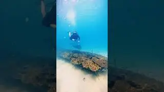 Dubai Dive Trip - The Island (18 Meters)