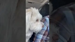 My dog reacts to the drive-thru # #fypシ #dog #shorts #shortsvideo