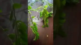 How to Differentiate between stone breaker plant and other similar plants