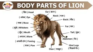 Body Parts Of Lion | Hindi And English With Picture | Lion Body Parts Name | Animals Body Parts Name