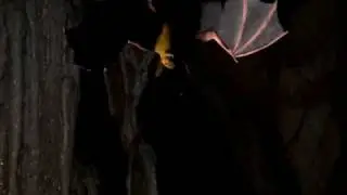 comparative physiology bat