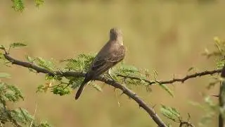Spotted flycatcher. Passage migrant for Kutch, India.