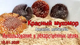 Мухомор. Использование в лекарственных целях.