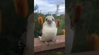 Adorable Birds of Oz
