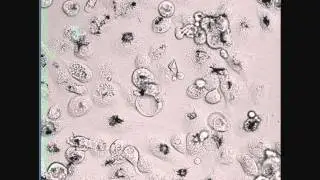 Time-lapse confocal imaging - Supplementary video S3: 26689