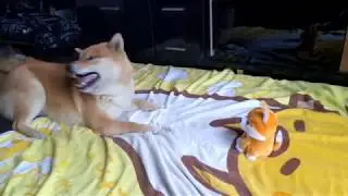 柴犬 コロすけさん VS まねっこ柴