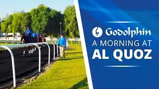 A morning at Al Quoz Stables, Dubai
