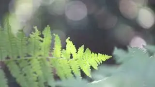 &ldquo;fronds waving.&rdquo; Album release teaser