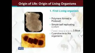 Origin of life: Origin of Living organisms |  Principles of Animal Life-I | ZOO514T_Topic020