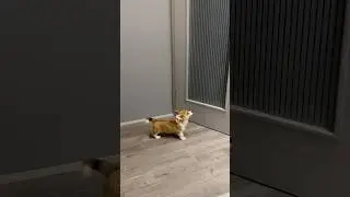Не поделились корочкой))) #dog #corgi #family #корги #собака #shorts