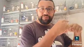 Curso b&aacute;sico de canaricultura de cor EPI 2 divis&atilde;o das cores 