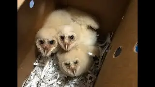 Baby Barn Owls - Orphaned & Given to Adoptive Parents Washington