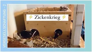 Farbmäuse-Vergesellschaftung (2)