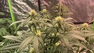 GSC Extreme Auto ilgm week 3 flower (wk5 d3 from germination)