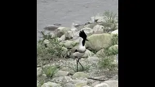 River lapwing, Vanellus duvaucelii