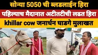 khillar cow जनार्धन घाडगे यांचा आदत हिरा मुलाखत /kgbailpremi