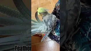 Cockatiel Feathers Preening🪶🦜 #birds #cockatiel #bird #cockatiels #parrot #cutebirds #viralshorts