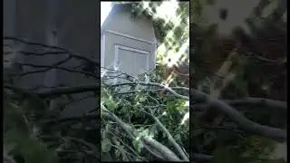 Removing a large tree: a step-by-step guide#treeremoval #stormdamage #treeservice
