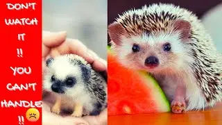 cute porcupine videos || sajarur video ||cute animals #soocute  #porcupines  #sajaru #cuteanimals