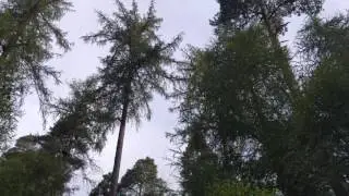 Scottish Crossbills yes or no?