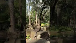 Beautiful Mom & baby Beautiful Animals Relaxing & Stress Relief