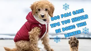 Get Ready For The Best Winter Ever With These Dog Paw Care Tips