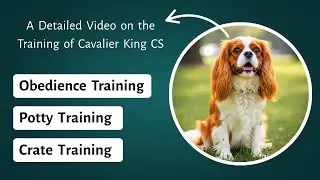 Training a Cavalier King Charles Spaniel - Basic Obedience Training, Potty Training, Crate Training