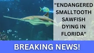 Endangered Smalltooth Sawfish Dying in Florida Waters