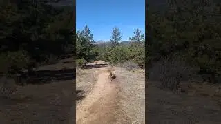 Happy hiking dog 🐶 #shorts horts #dog #nature #hike