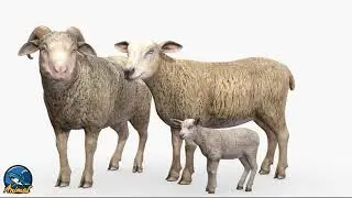 Sheep Family - Animal TV