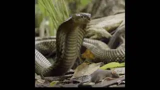Lightning Strike: The Deadly Precision of the Cobra #wildlife #wildtv #panda #animals #tiger #lion