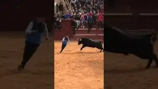 Freeze❄️🔥💯#spain #bull #toro #stier #adrenalinerush #animals #watchnow