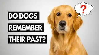 How Much Do Dogs Really Remember?