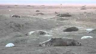 seals on the east coast of the uk