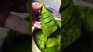 Fish Fry Recipe | Crispy Green Fish Fry 🎣 🐟 🐠 #short #fish #fishfry   