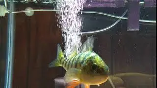 Perciformes