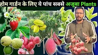 होम गार्डन के लिए ये पांच सबसे अजूबा Fruit Plants | Home Garden Fruits Plants |