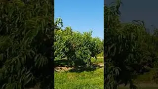 Peach Farm #canada #agriculture #fruit #trending #viralvideo #viralpost #shorts#viralnow