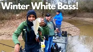 How to Catch TONS of Fall White Bass using curly tail grubs| Coosa River FISHING!