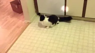 Pesky Cat Chasing Flashlight
