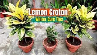 Lemon Croton Plant Winter Care Tips | How to Keep Croton Colorful & Healthy 🌿