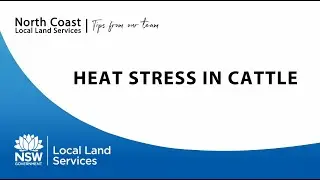 Tips from our Team - Heat Stress in Cattle