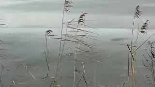 A cold happy dog walk
