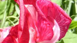Sweet Pea  - Lathyrus odoratus - Ilmbaunir - Ilmertur - Villiertu&aelig;tt - Klifurpl&ouml;ntur