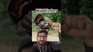 The Bird of the Week this week: Wild Turkey!