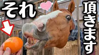 馬房でのんびりしている引退競走馬に超高級ミカンを見せた時の反応がヤバすぎました(笑)【ツルマルボーイ様のシモベ】