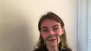 Как посадить пророщенный росток манго и в какой грунт?