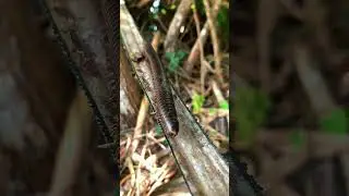 Giant Millipede Found Hiding Inside Rotten Log! Shocking Discovery in the Wild #GiantMillipede 4
