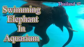 KHAO KHEOW OPEN ZOO TOUR | WATCH AN ELEPHANT SWIM UP CLOSE!