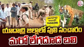 యాదాద్రి జిల్లాలో పులి సంచారం.. మరో లేగదూడ బలి | Big Tiger Roaming In Yadadri Dist | @SumanTVYadadri